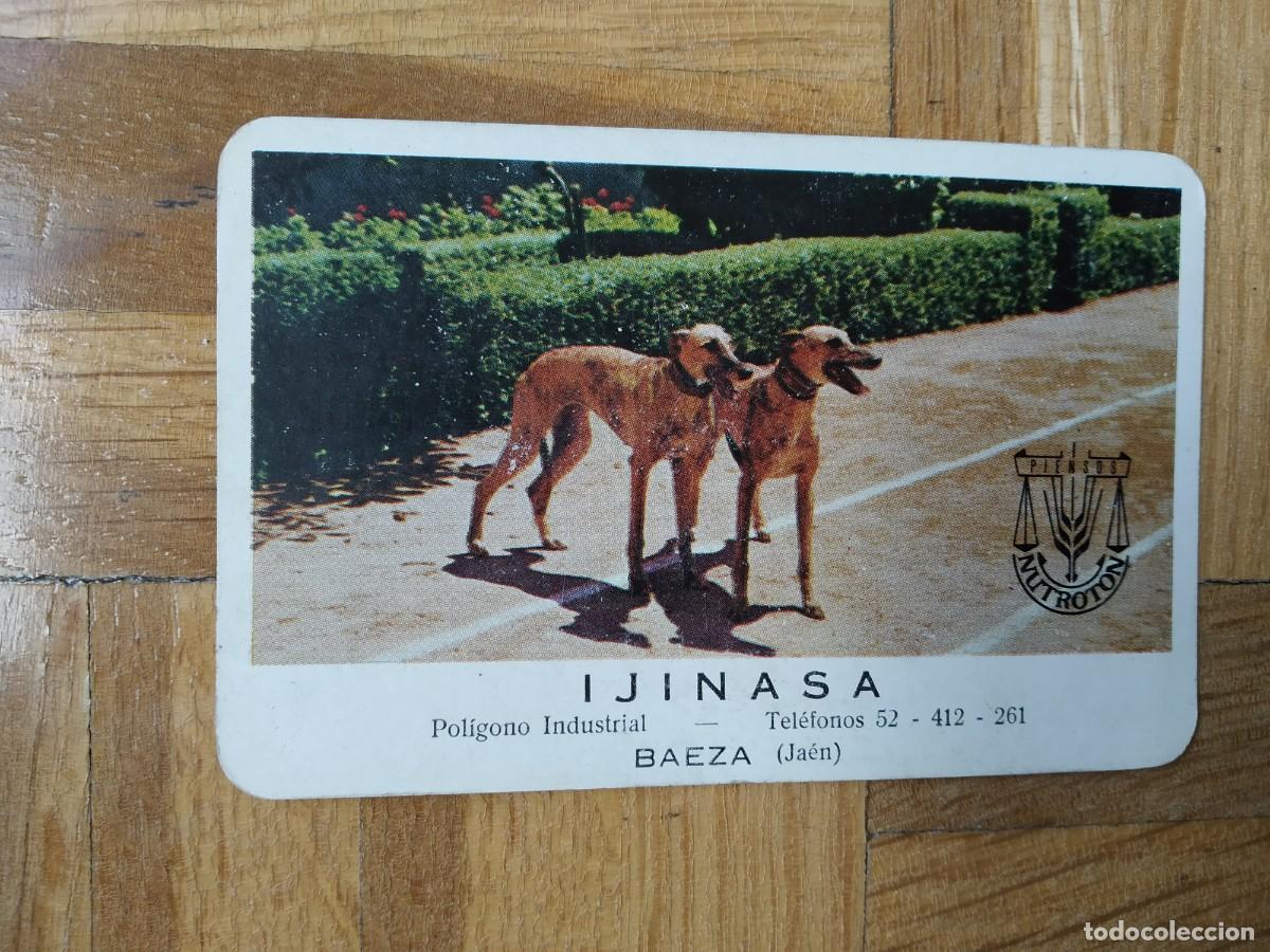 Sammeln von Kalendern: CALENDARIO FOURNIER PIENSOS NUTROTON. IJINASA. BAEZA JAEN. PERRO GALGO A&Ntilde;O 1969 HF3 VER FOTOS