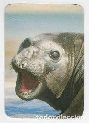 Coleccionismo Calendarios: CALENDARIO DE BOLSILLO DE COLOMBIA A&Ntilde;O 2000 FAUNA - FOCA- VER FOTO REVERSO