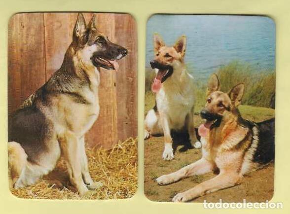 Coleccionismo Calendarios: 2 CALENDARIOS DE BOLSILLO A&Ntilde;OS 1980 - 1981 PERROS - PASTOR ALEMAN - VER FOTO REVERSO