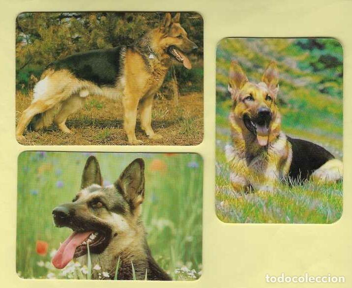 Coleccionismo Calendarios: 3 CALENDARIOS DE BOLSILLO A&Ntilde;OS 1998 - 1999 PERROS - PASTOR ALEMAN - VER FOTO REVERSO