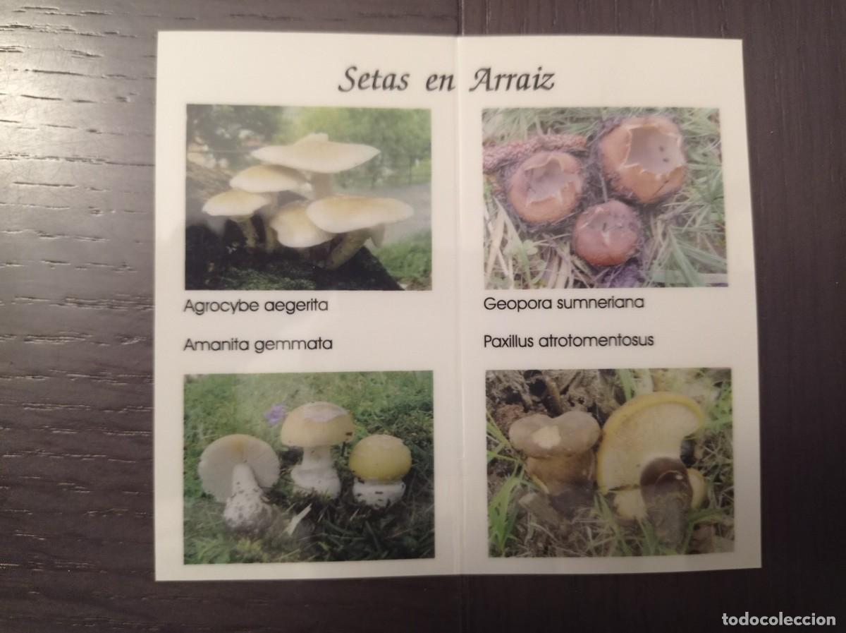 Collezionismo Calendari: CALENDARIO PUBLICITARIO. SETAS HONGOS. SOCIEDAD MICOL&Oacute;GICA BOLETUS ALBUS REKALDE BETOLAZA. A&Ntilde;O 2008