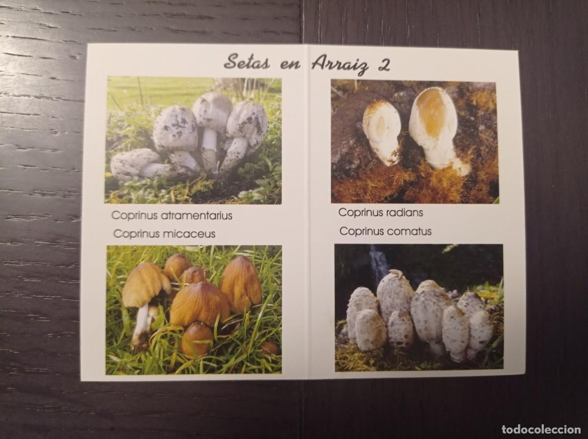 Collezionismo Calendari: CALENDARIO PUBLICITARIO. SETAS HONGOS. SOCIEDAD MICOL&Oacute;GICA BOLETUS ALBUS REKALDE BETOLAZA. A&Ntilde;O 2009
