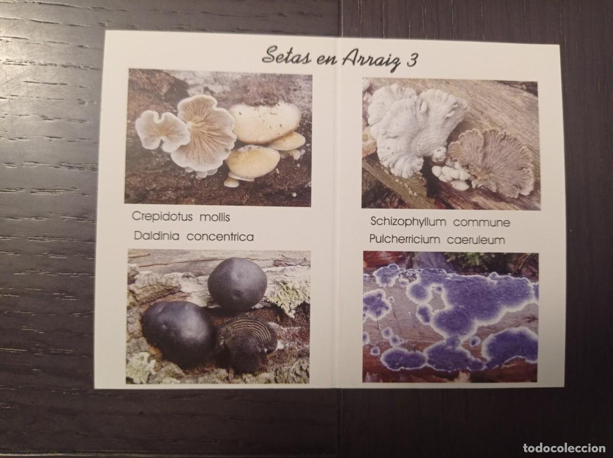 Collezionismo Calendari: CALENDARIO PUBLICITARIO. SETAS HONGOS. SOCIEDAD MICOL&Oacute;GICA BOLETUS ALBUS REKALDE BETOLAZA. A&Ntilde;O 2010