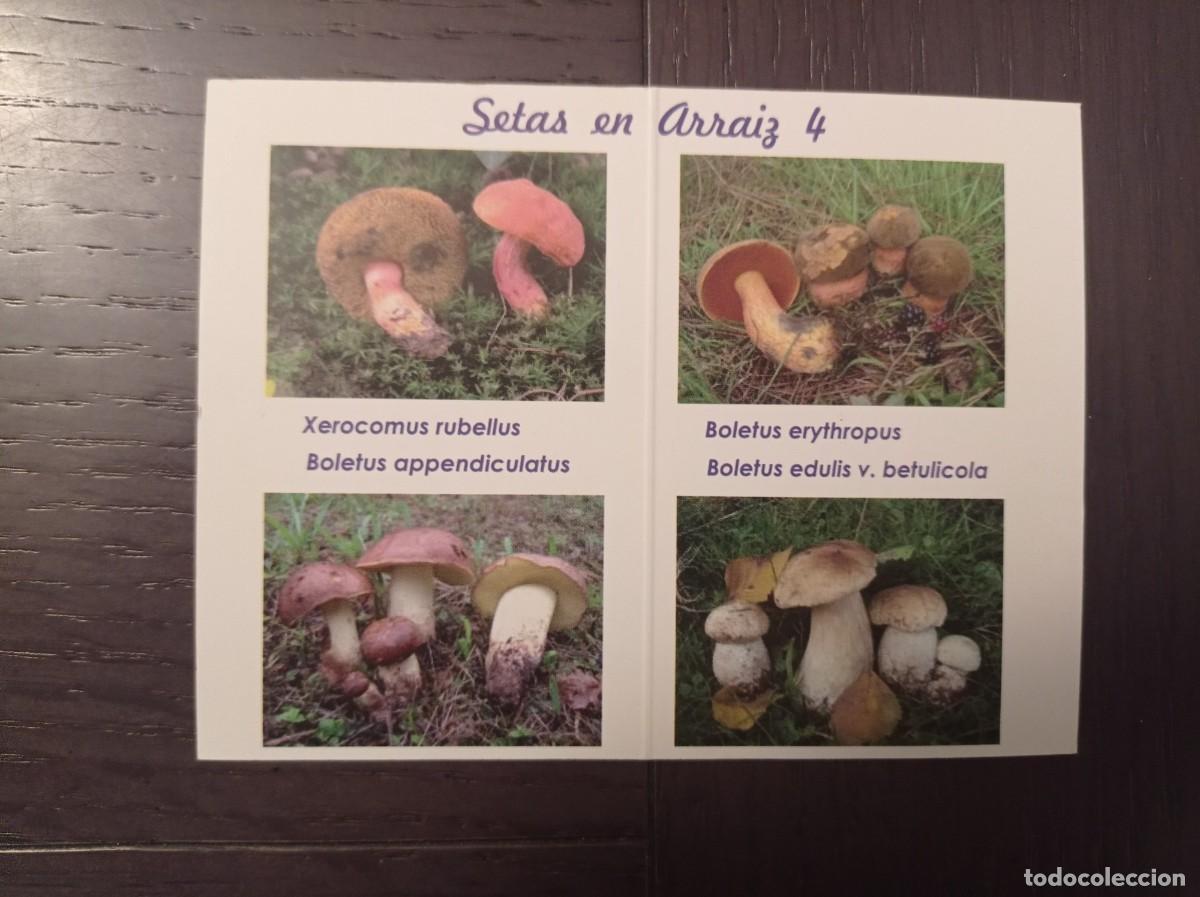 Collezionismo Calendari: CALENDARIO PUBLICITARIO. SETAS HONGOS. SOCIEDAD MICOL&Oacute;GICA BOLETUS ALBUS REKALDE BETOLAZA. A&Ntilde;O 2011