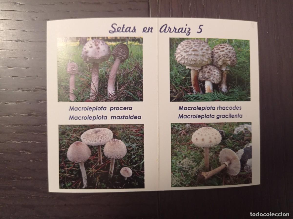 Collectables Calendars: CALENDARIO PUBLICITARIO. SETAS HONGOS. SOCIEDAD MICOL&Oacute;GICA BOLETUS ALBUS REKALDE BETOLAZA. A&Ntilde;O 2012