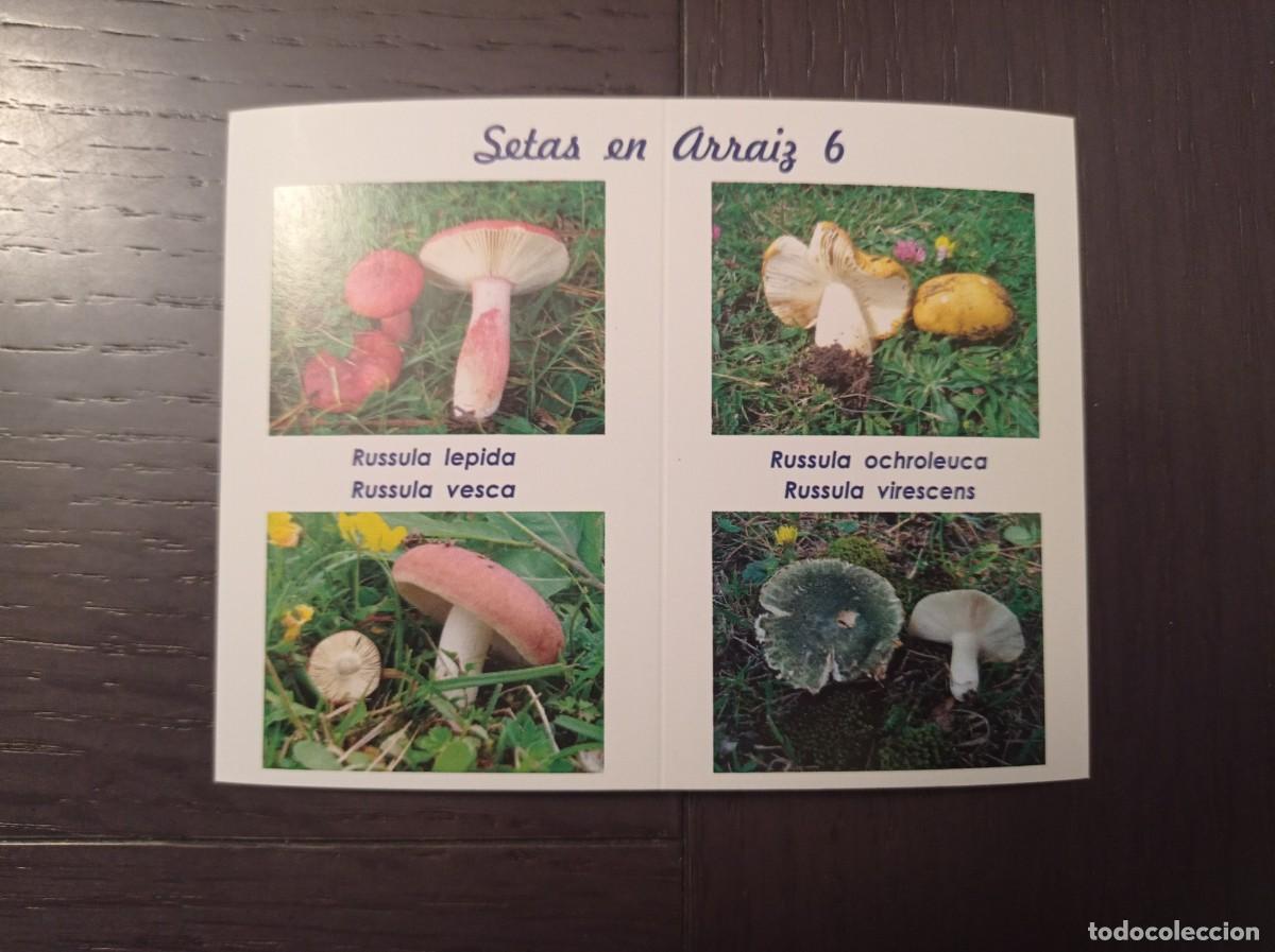 Collectables Calendars: CALENDARIO PUBLICITARIO. SETAS HONGOS. SOCIEDAD MICOL&Oacute;GICA BOLETUS ALBUS REKALDE BETOLAZA. A&Ntilde;O 2013