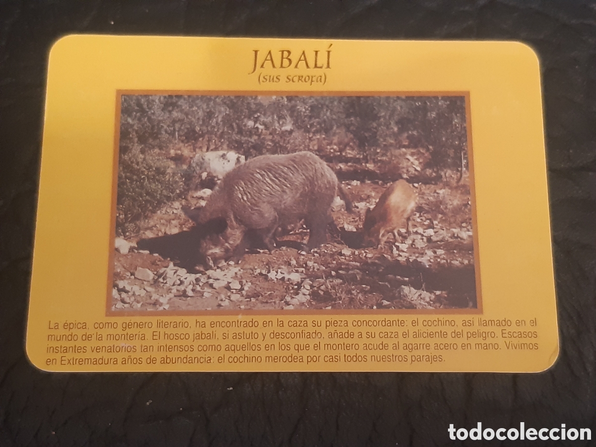 Coleccionismo Calendarios: Calendario Caja de Extremadura 1995 Jabali