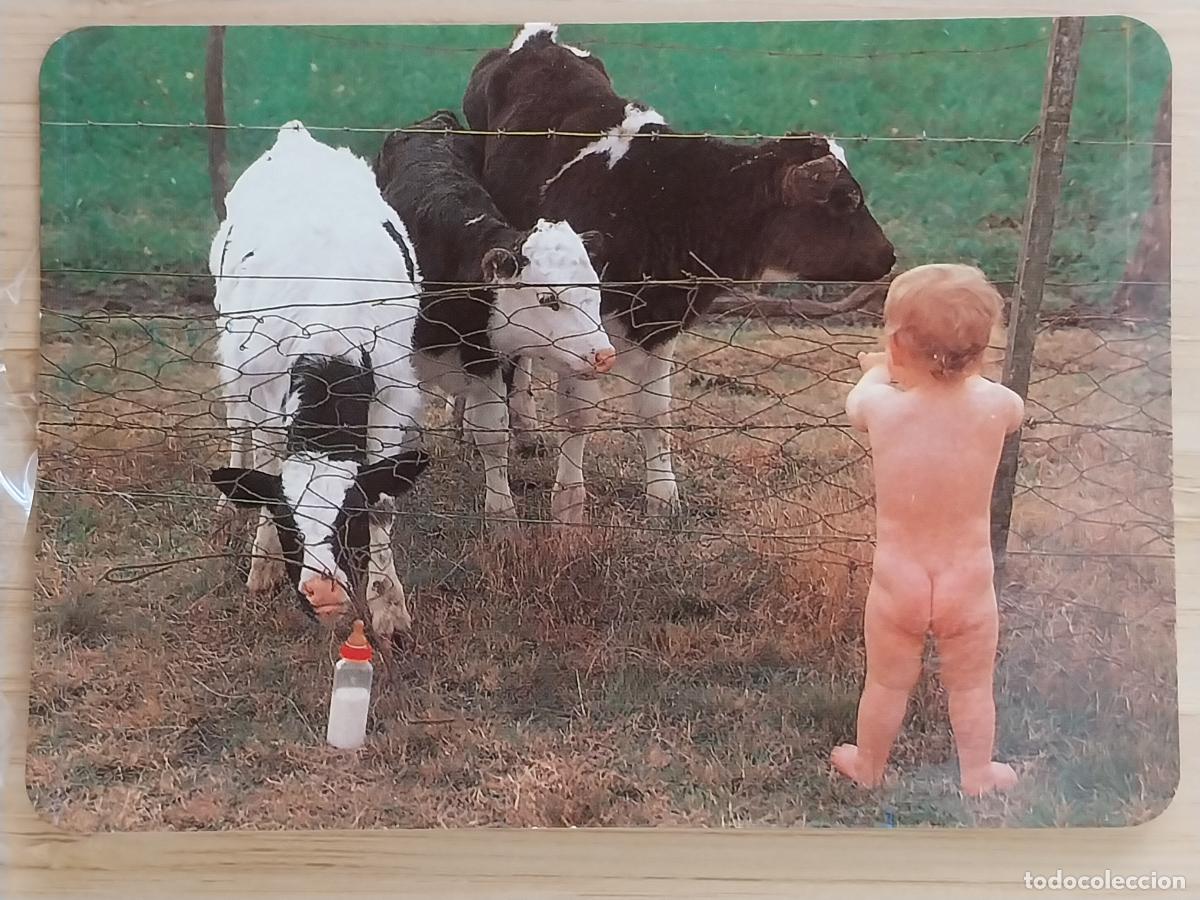 Coleccionismo Calendarios: NI&Ntilde;O CORRAL VACAS CALENDARIO 1996 PUBLI BAR MIRADOR REF BO 566