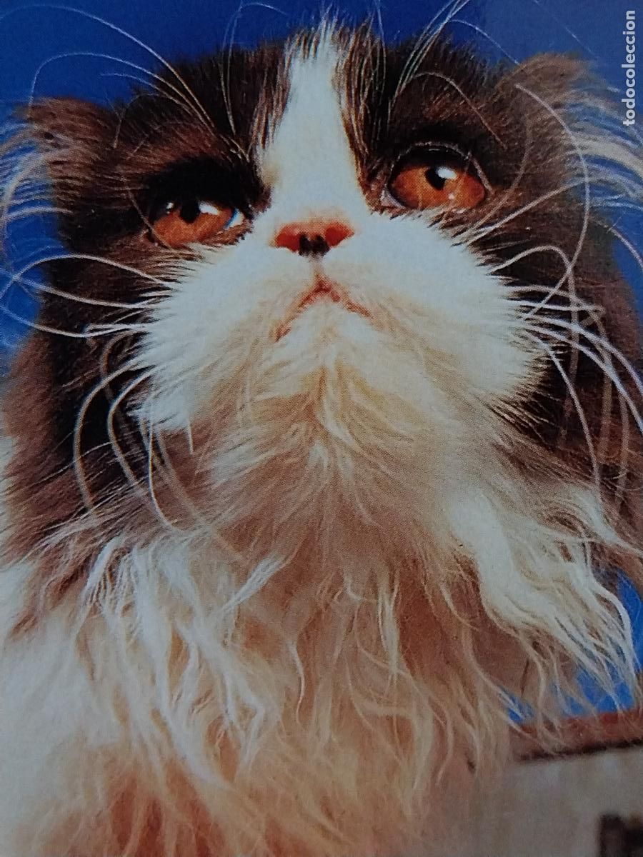 Collezionismo Calendari: GATO PELUDO CALENDARIO A&Ntilde;O 1996 PUBLI *** PAJARERIA OROPENDOLA *** REF L33