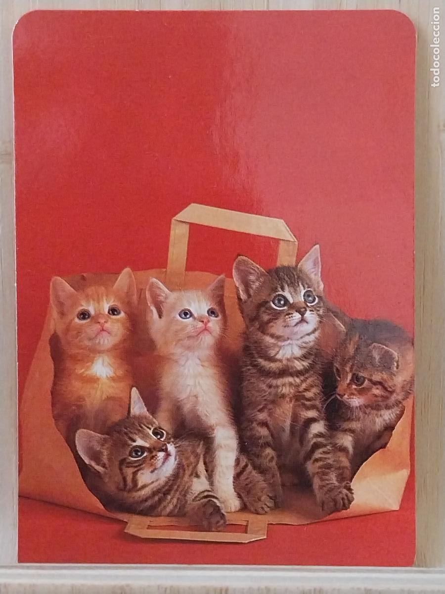 Coleccionismo Calendarios: GATITOS CACHORROS CALENDARIO A&Ntilde;O 1996 PUBLI *** OROPENDOLA PAJARERIA *** REF L 37