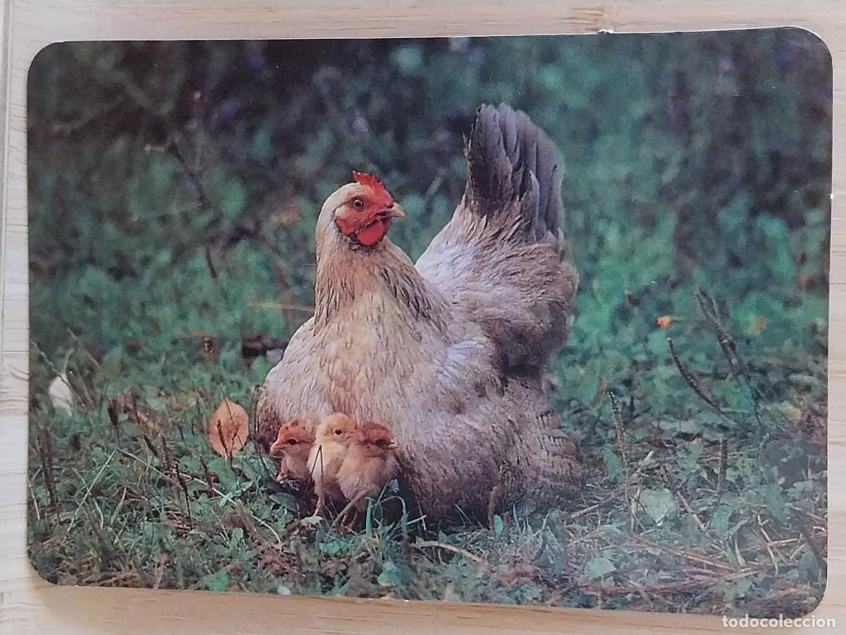 Collectables Calendars: GALLINA POLLITOS CALENDARIO A&Ntilde;O 1996 PUBLI *** OROPENDOLA PAJARERIA *** REF L 39