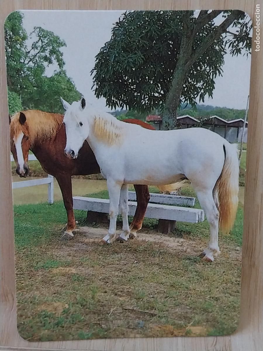 Sammeln von Kalendern: CABALLOS CALENDARIO A&Ntilde;O 1995 PUBLI *** PASTELERIA CHAVELA *** REF L 143
