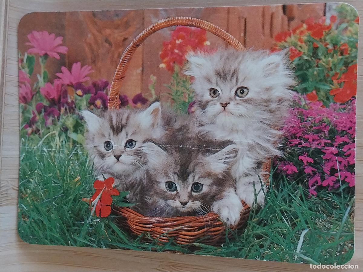 Sammeln von Kalendern: GATITOS CACHORRO CALENDARIO A&Ntilde;O 1995 PUBLI *** LANAS CHUNCHI *** REF BO 5098