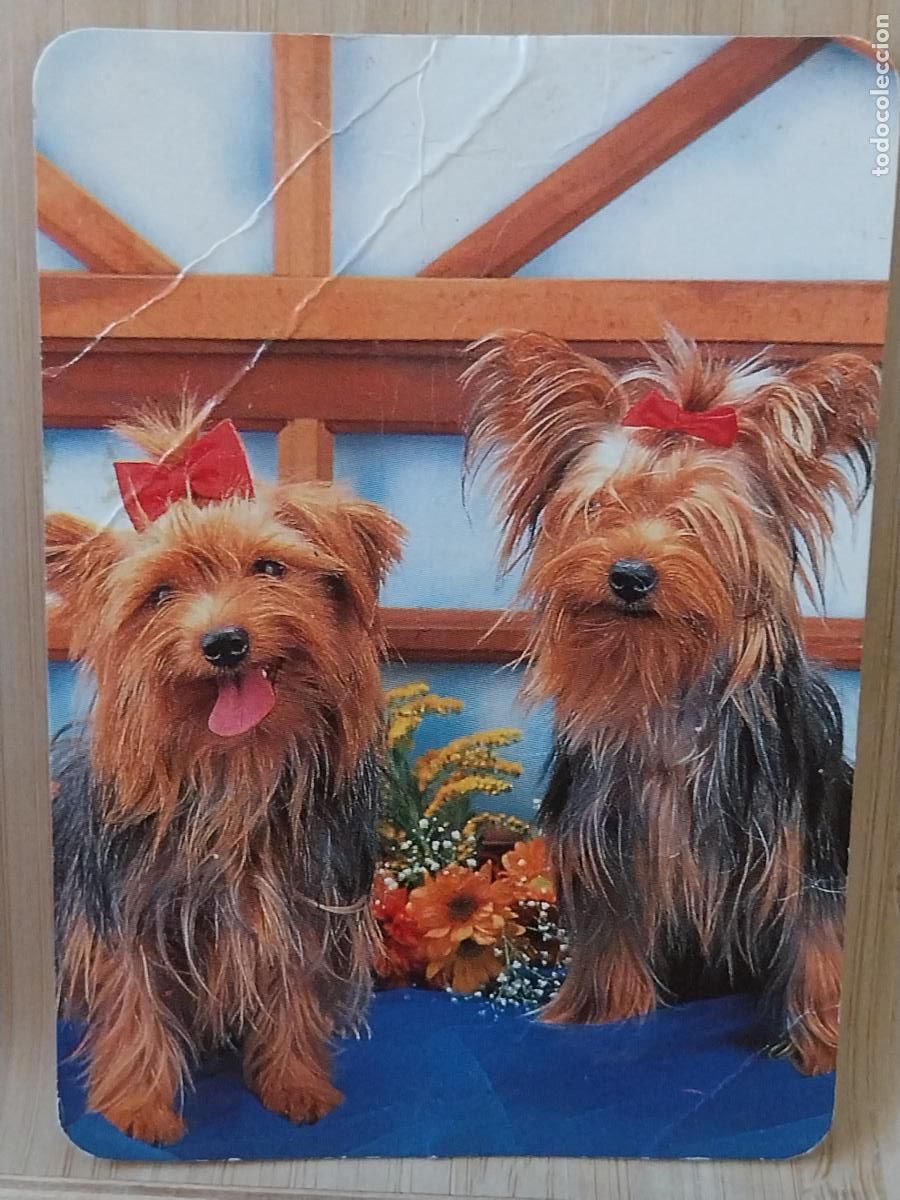 Sammeln von Kalendern: YORKSHIRE PERRITOS CALENDARIO A&Ntilde;O 1995 PUBLI *** HOYO PINARES TODO 100 *** REF BO 5102