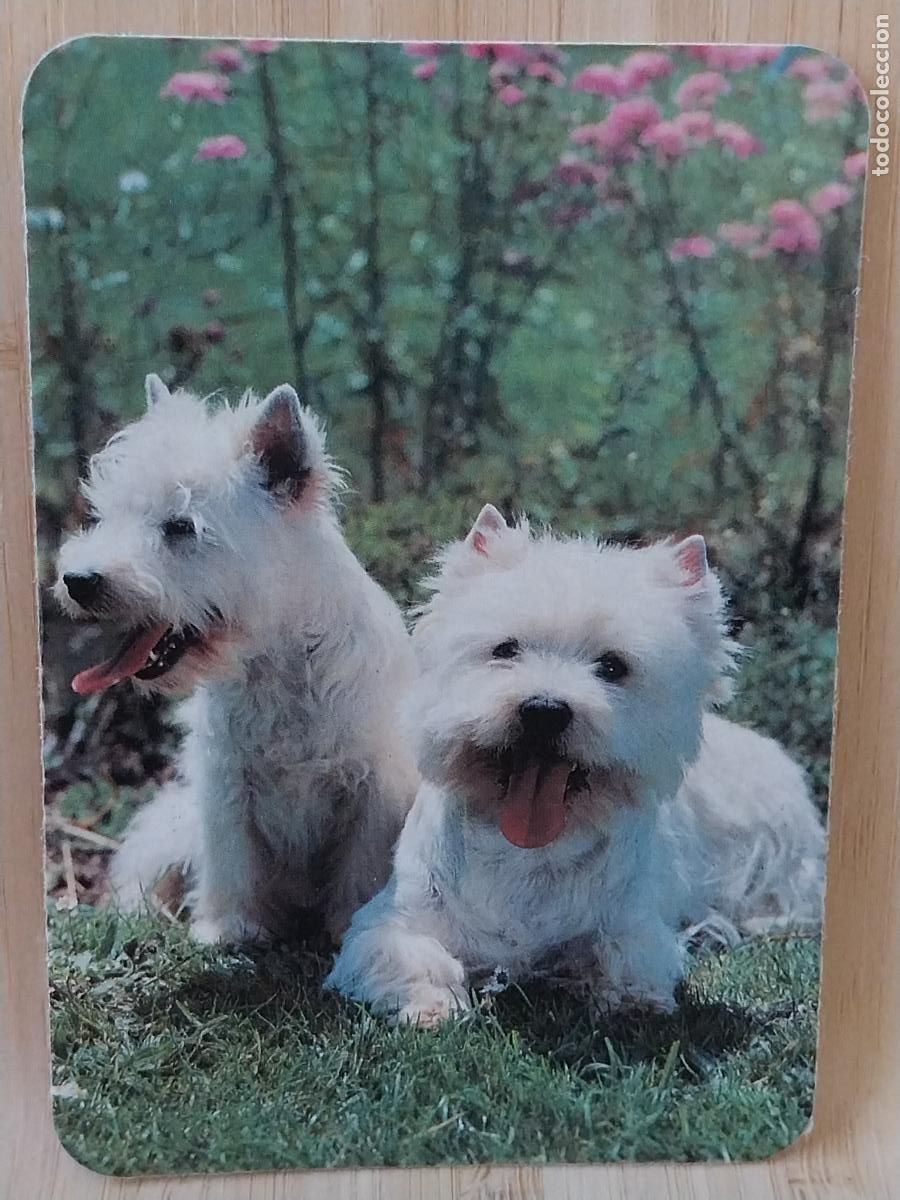 Sammeln von Kalendern: CACHORRITOS PERROS CALENDARIO A&Ntilde;O 1992 PUBLI *** HOYO PINARES DEYROS ASESORIA *** REF WCB 339