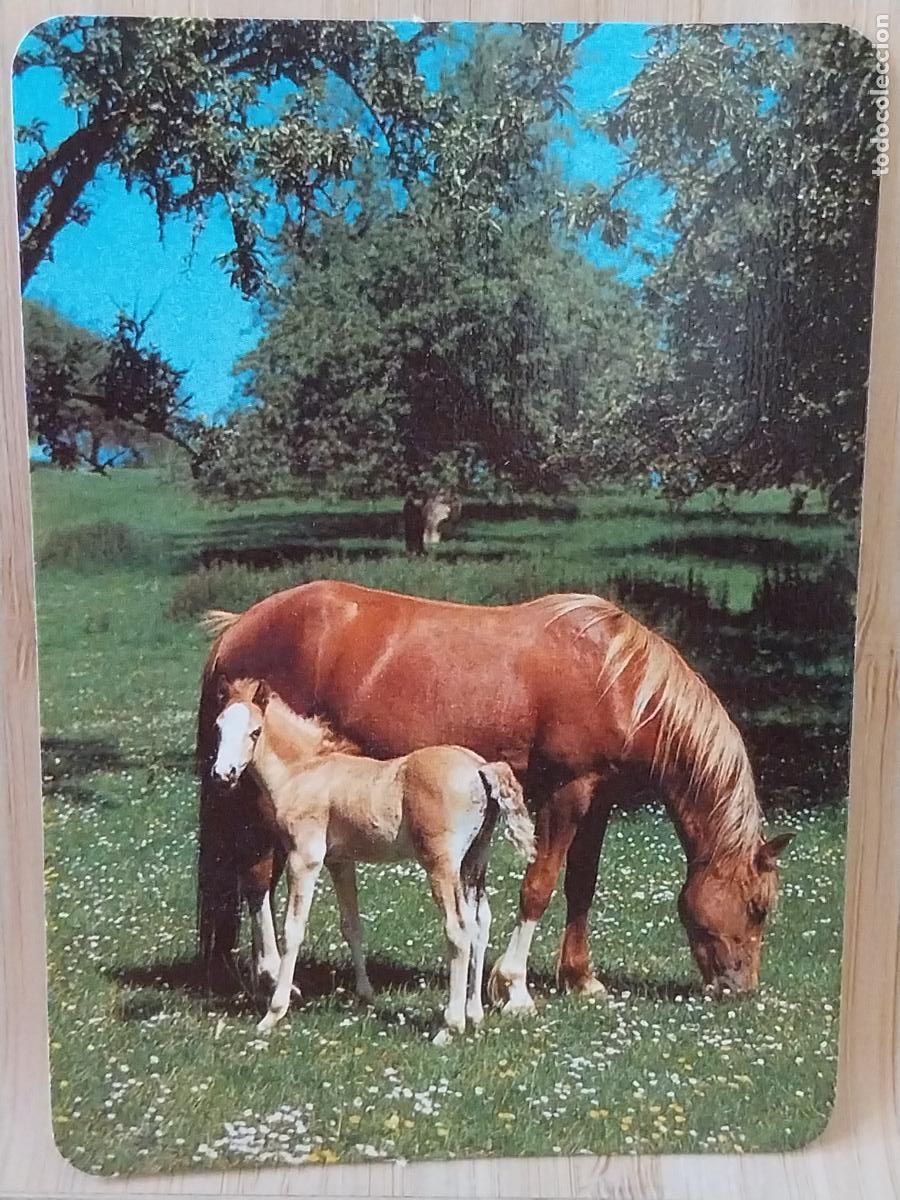 Coleccionismo Calendarios: CABALLO POTRO CALENDARIO A&Ntilde;O 1992 PUBLI *** BAR PACHANGA *** REF BO 5591