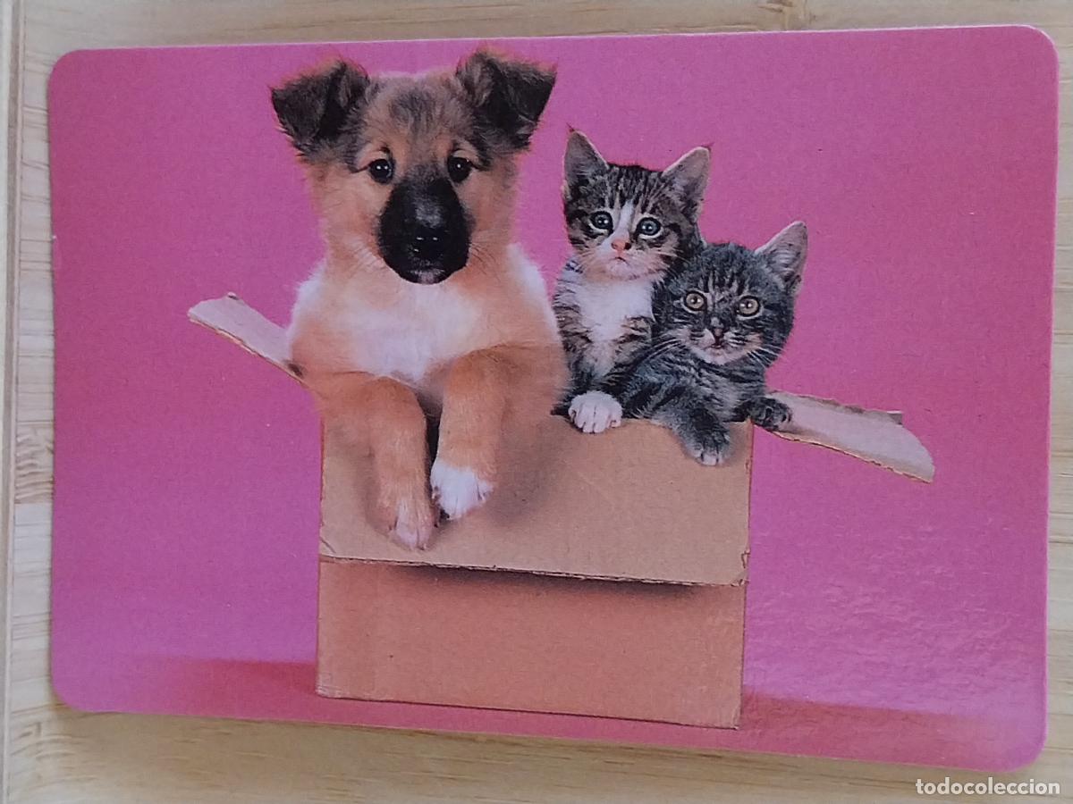 Coleccionismo Calendarios: CACHORRO GATITOS PERRO CALENDARIO A&Ntilde;O 1991 PUBLI *** VIDEO CLUB GADAVI *** REF BO 5591