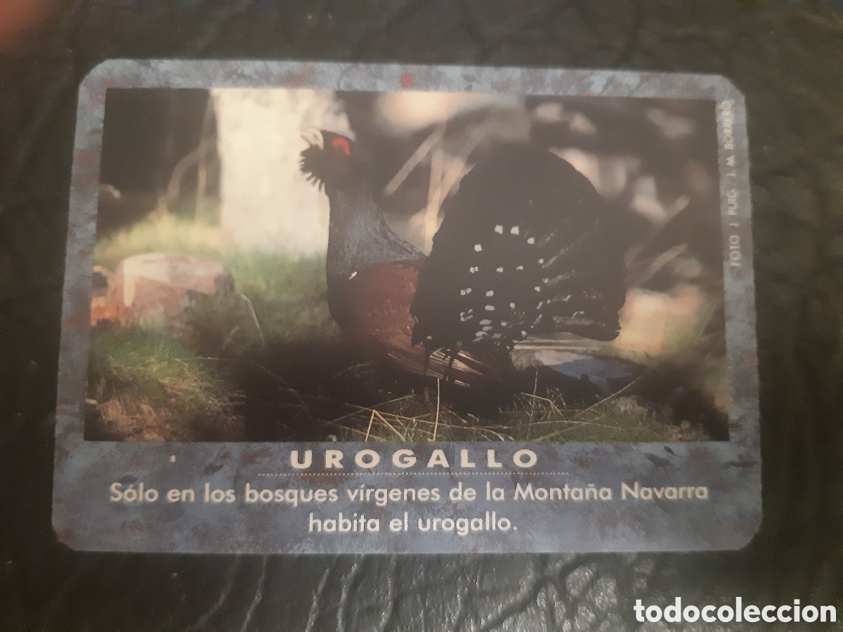 Coleccionismo Calendarios: Calendario Aviaco Urogallo Navarra 1991