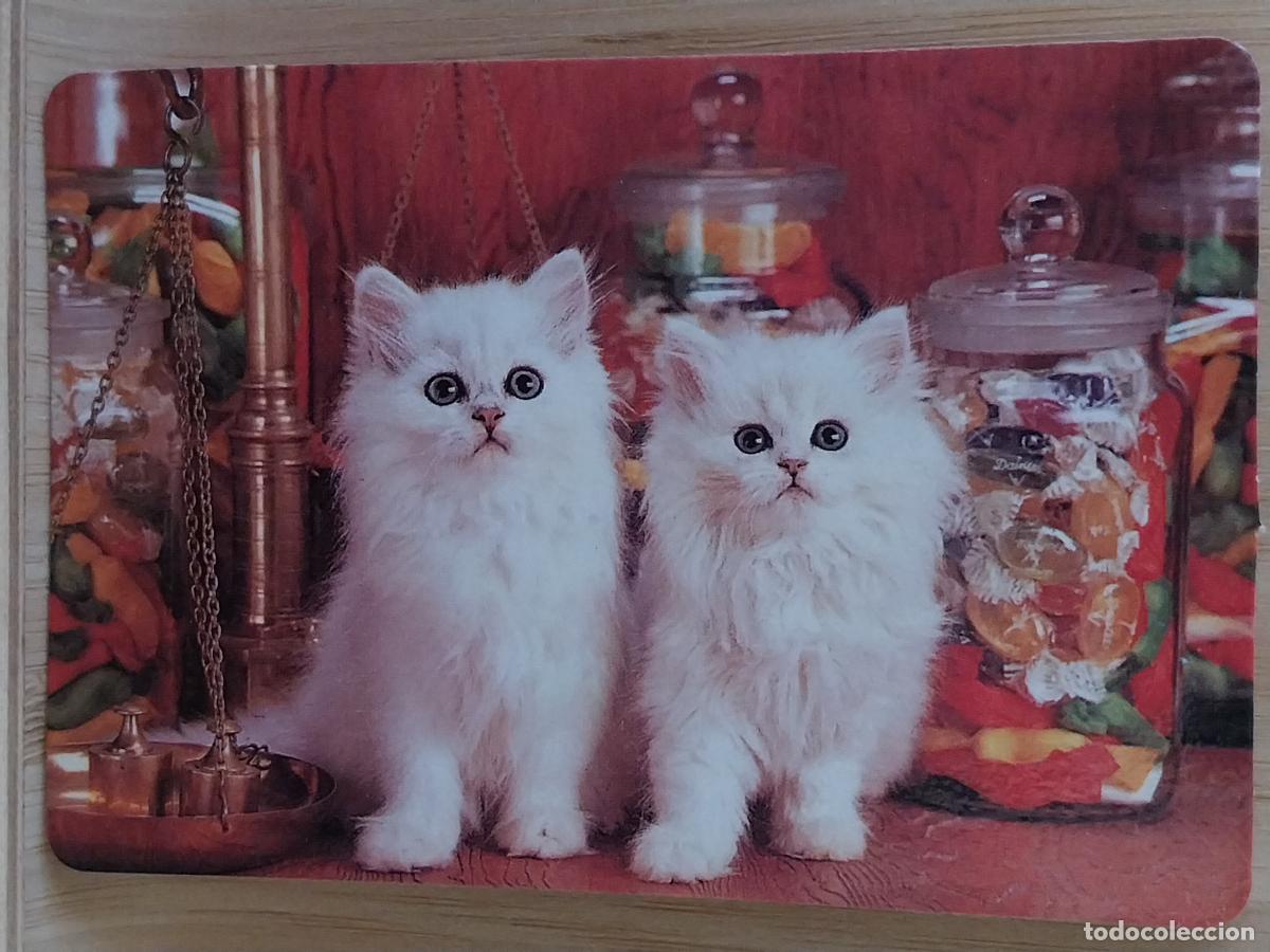 Coleccionismo Calendarios: GATITOS BLANCOS CACHORROS CALENDARIO A&Ntilde;O 1991 PUBLI *** BAR PACHANGA MORATALAZ *** REF MP 4