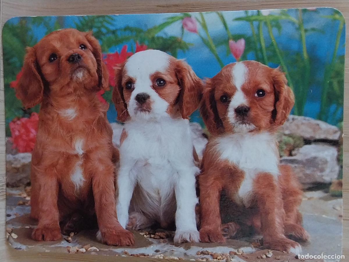 Colecionismo Calend&aacute;rios: PERRITOS CACHORROS CALENDARIO A&Ntilde;O 1991 PUBLI *** CHURRERIA LA PERLA MORATALAZ *** REF BO 5459
