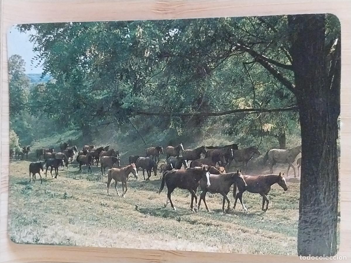 Coleccionismo Calendarios: CABALLOS CALENDARIO A&Ntilde;O 1991 PUBLI *** BAR PACHANGA MORATALAZ *** REF MP 7