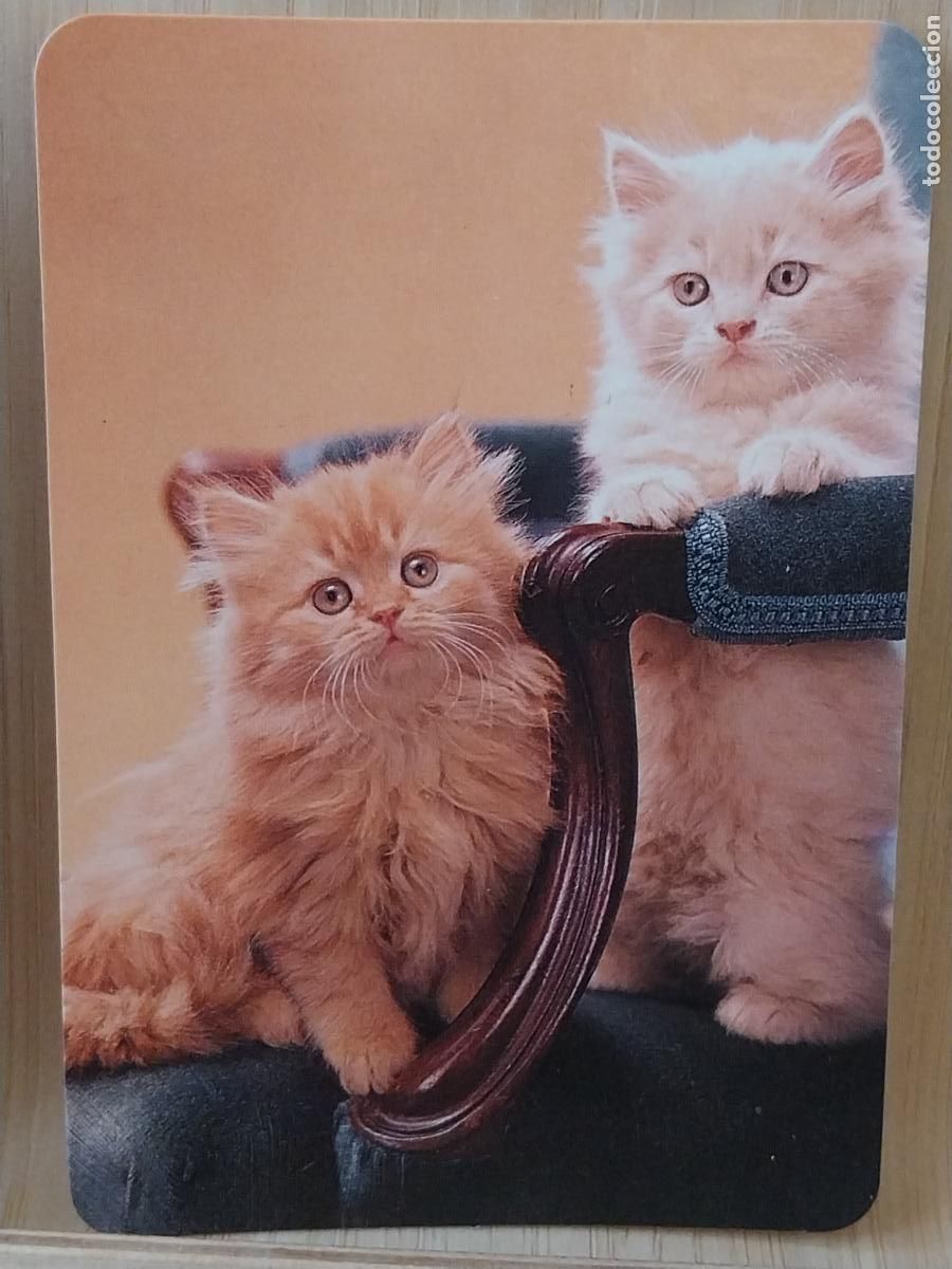 Coleccionismo Calendarios: GATOS CACHORROS CALENDARIO A&Ntilde;O 1996 PUBLI *** CASA MATI HOSPEDERIA CACERES *** REF GD 11