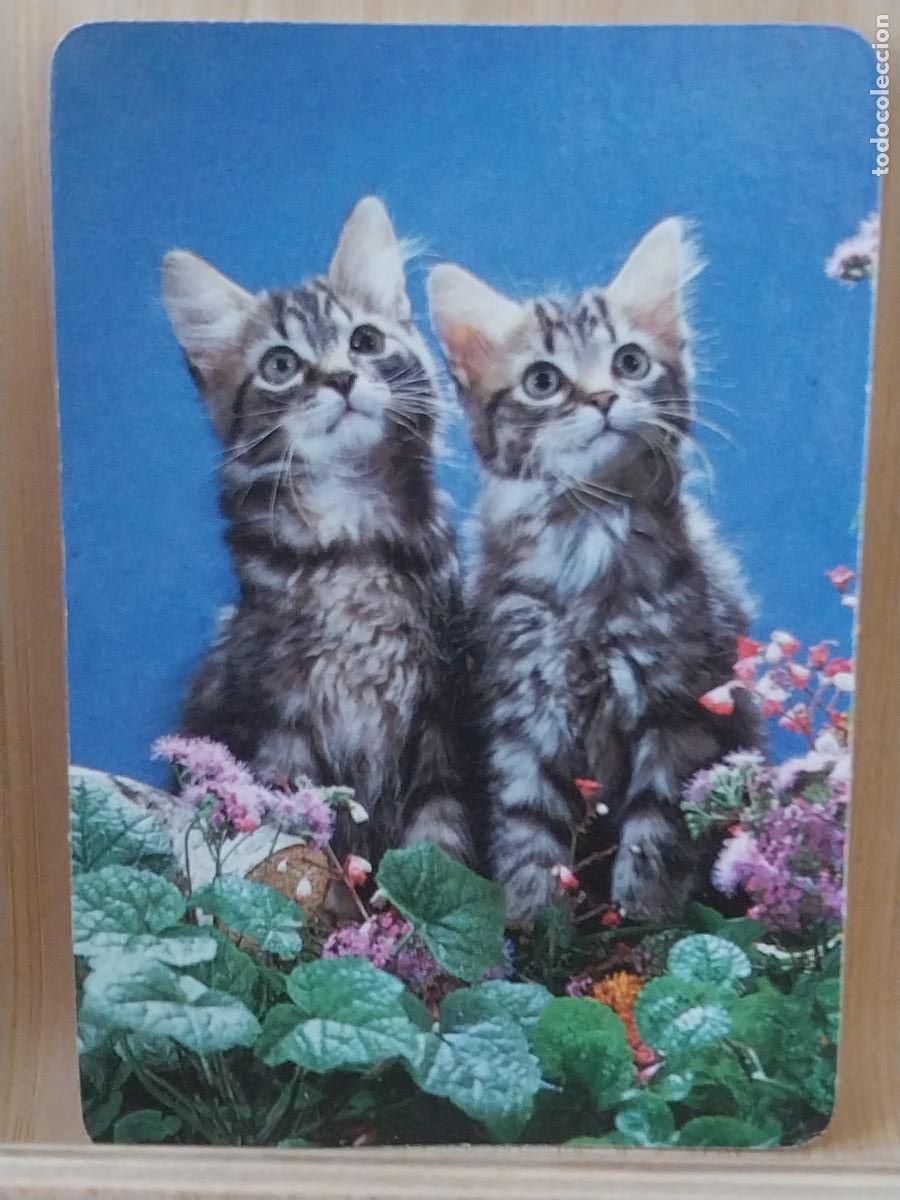 Coleccionismo Calendarios: GATOS CACHORROS CALENDARIO A&Ntilde;O 1996 PUBLI *** VIDEO CLUB MORATALAZ *** REF 9