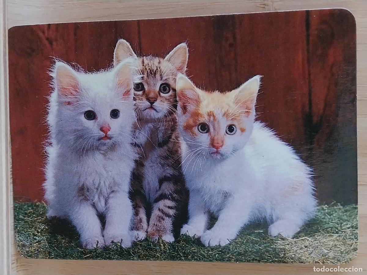 Coleccionismo Calendarios: GATOS CACHORROS CALENDARIO A&Ntilde;O 1990 PUBLI *** VIDEO CLUB MORATALAZ *** REF 17