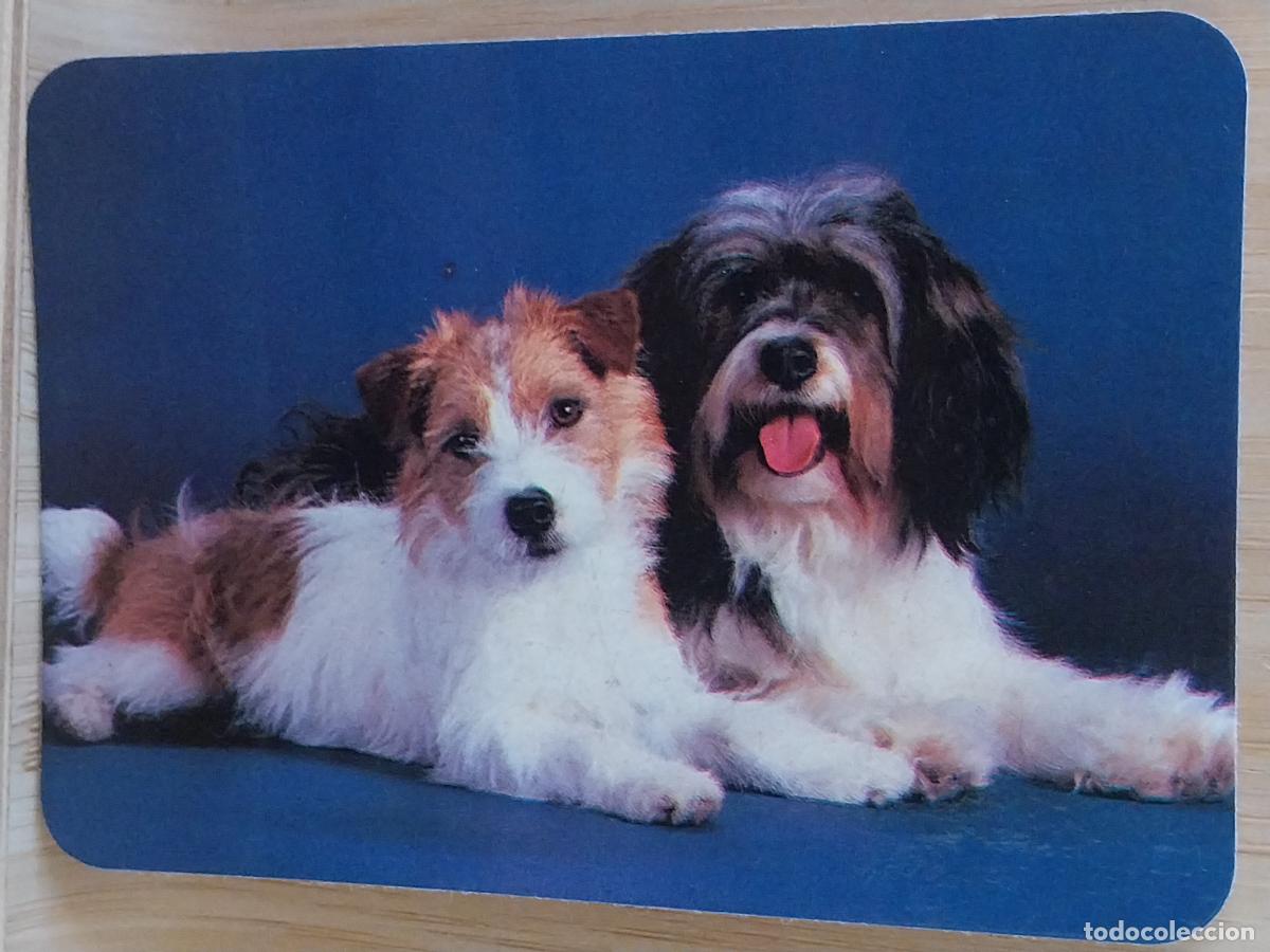 Coleccionismo Calendarios: PERROS CALENDARIO A&Ntilde;O 1990 PUBLI *** BAR ANTONIO *** REF C B 429