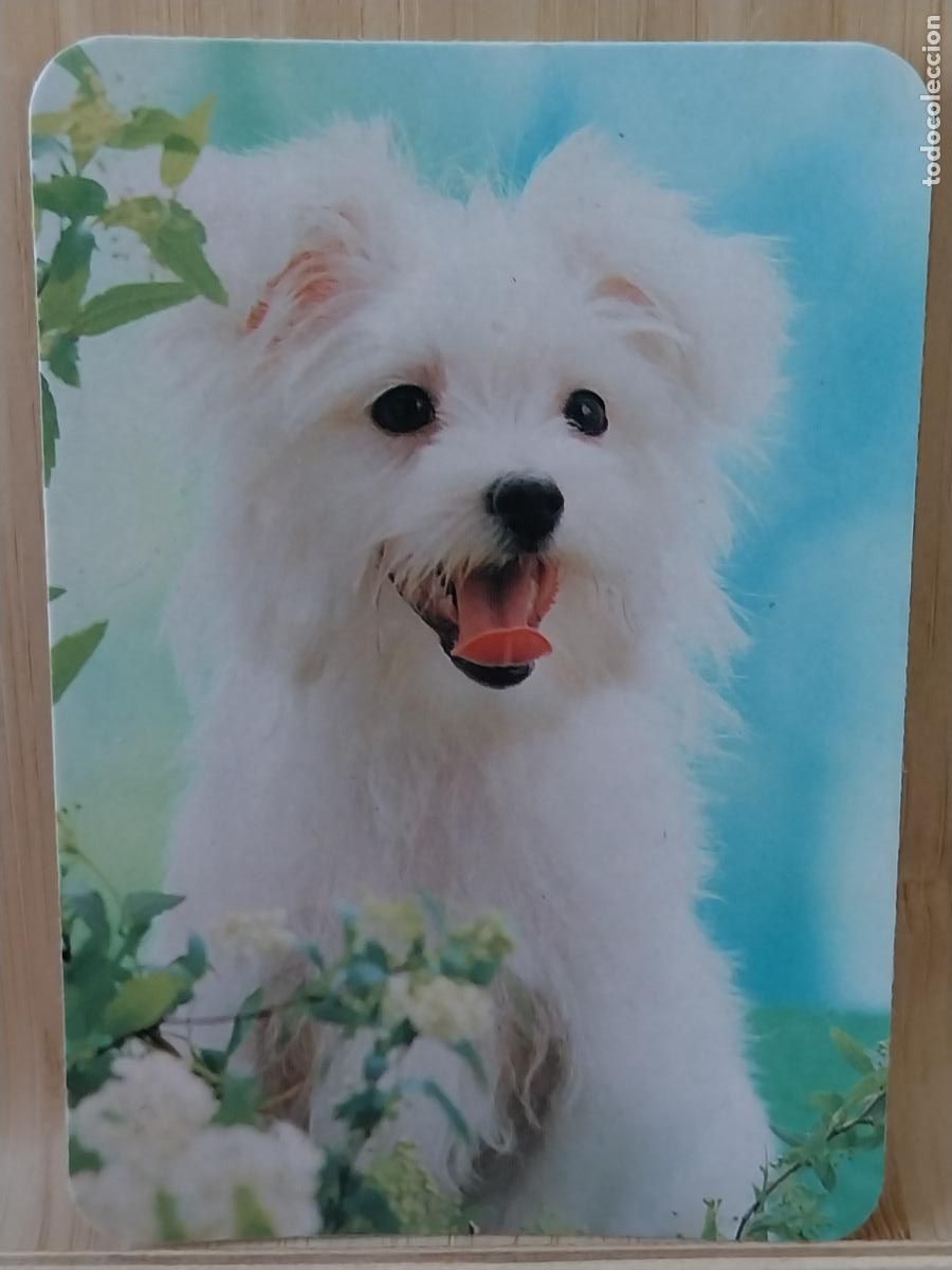 Collezionismo Calendari: PERRO CACHORRO CALENDARIO A&Ntilde;O 1992 PUBLI *** BAR BIARRITZ *** REF WC B 341