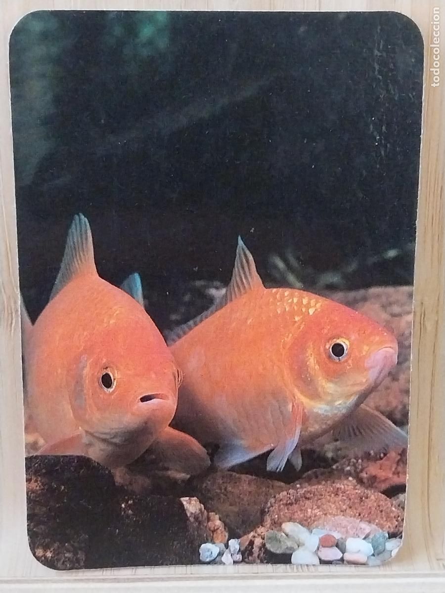 Coleccionismo Calendarios: PECES COLORES CALENDARIO A&Ntilde;O 1990 PUBLI *** CHINO BOSQUE CIRUELAS *** REF CB 425