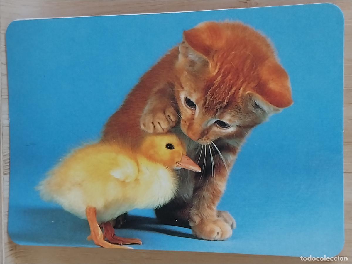 Colecionismo Calend&aacute;rios: GATITO PATITO CALENDARIO A&Ntilde;O 1993 PUBLI *** HELADERIA VERONICA HOYO PINARES AVILA *** REF MC 3