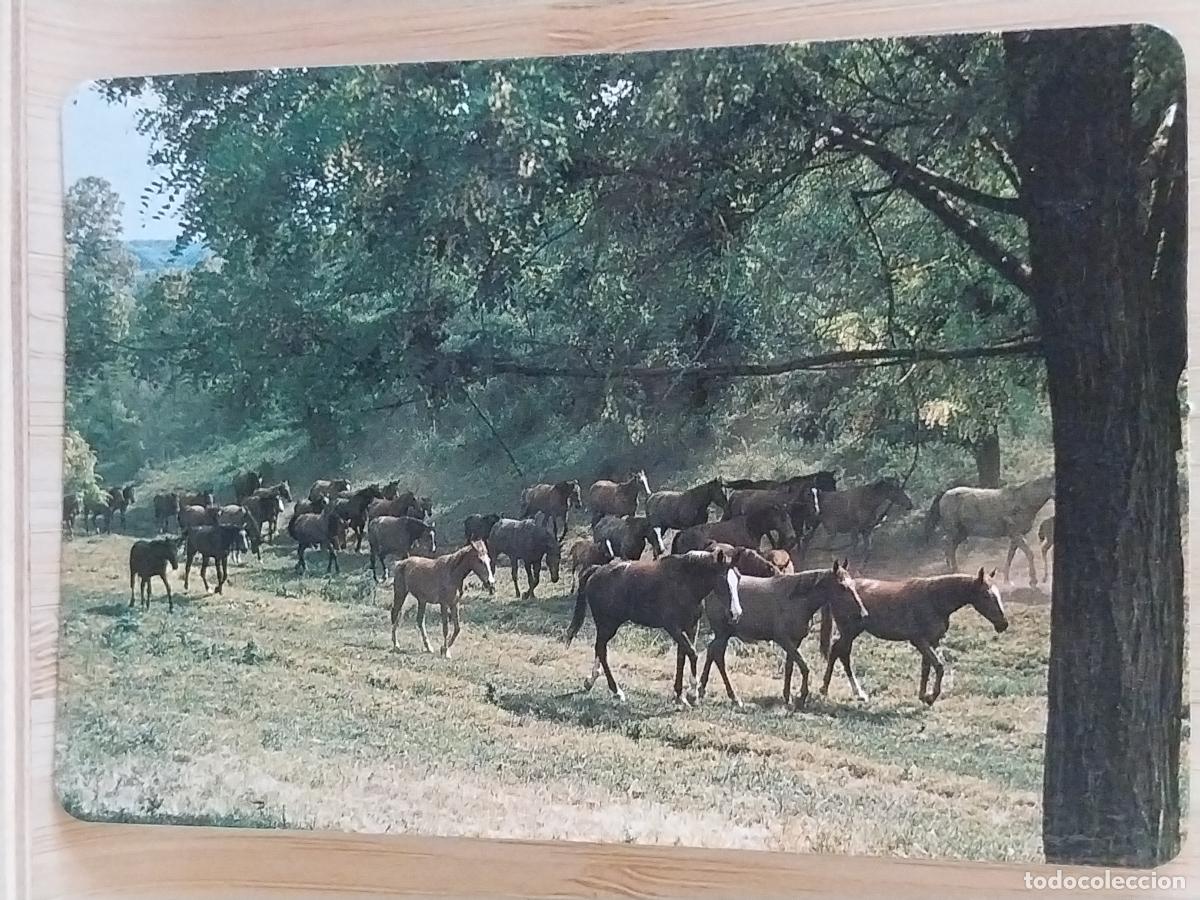 Coleccionismo Calendarios: CABALLOS MANADA CALENDARIO A&Ntilde;O 1991 PUBLI *** BAR PACHANGA *** REF MP 7