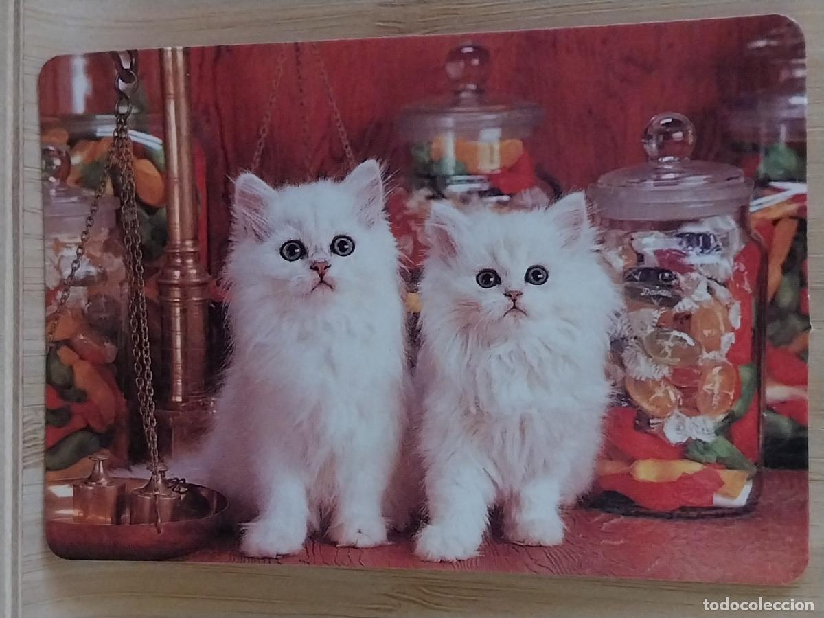 Coleccionismo Calendarios: GATITOS BLANCOS CALENDARIO A&Ntilde;O 1991 PUBLI *** BAR PACHANGA *** REF MP 4