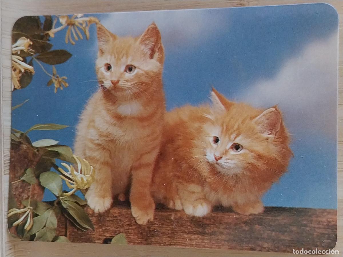 Coleccionismo Calendarios: GATITOS CACHORROS NARANJAS CALENDARIO A&Ntilde;O 1997 PUBLI *** COPIAS MARROQUINA *** REF BO 588
