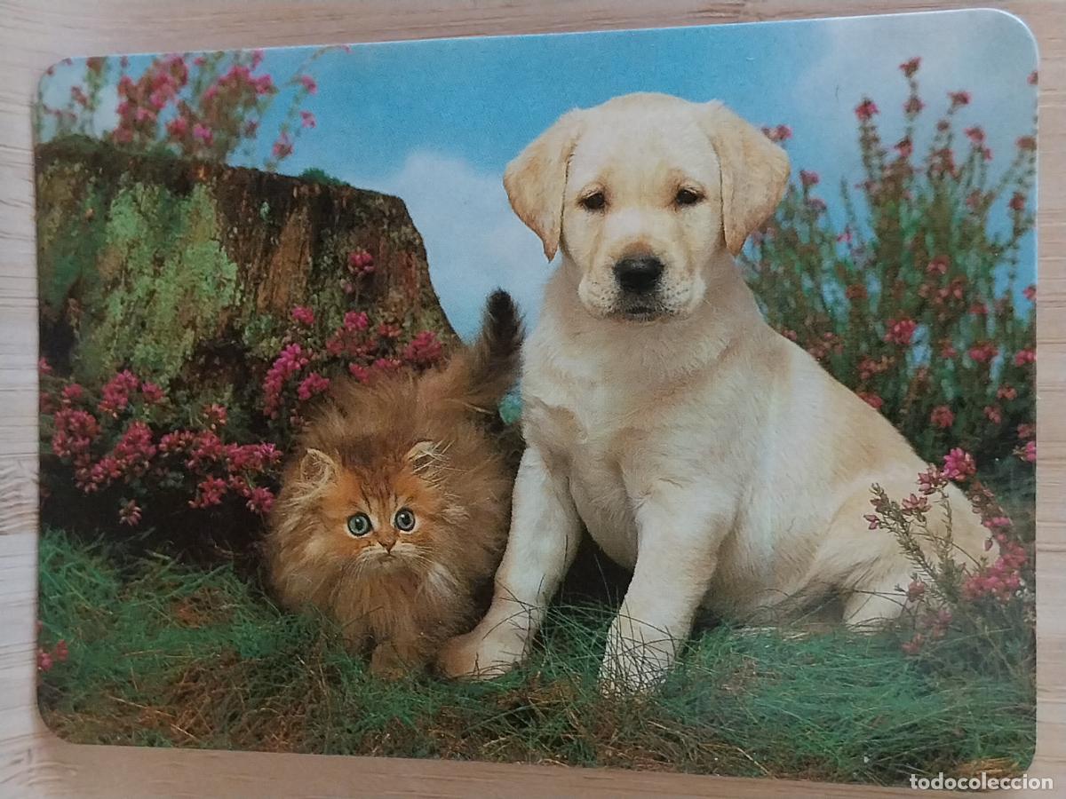 Coleccionismo Calendarios: CACHORROS PERRO GATO CALENDARIO A&Ntilde;O 1997 PUBLI *** COPIAS MARROQUINA *** REF BO 586