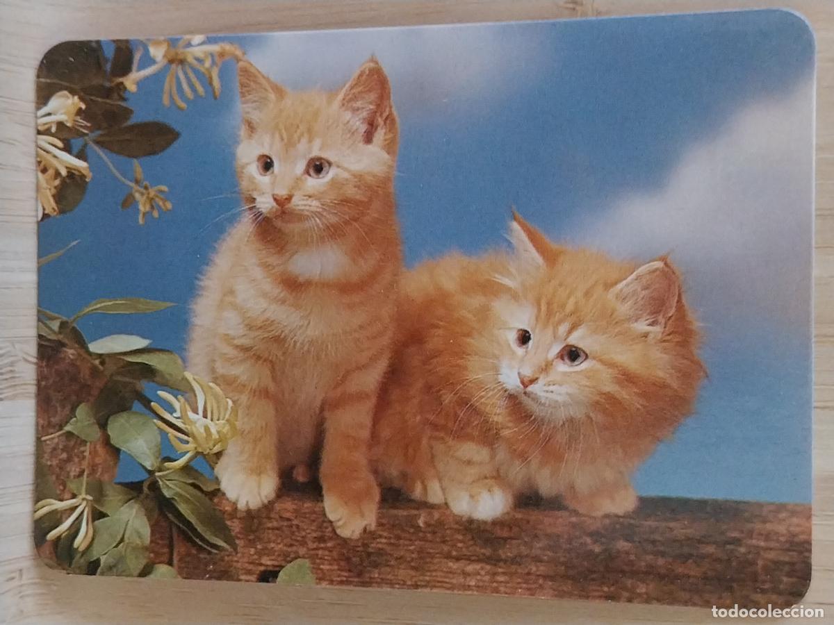 Coleccionismo Calendarios: CACHORROS GATOS CALENDARIO A&Ntilde;O 1997 PUBLI *** COPIAS MARROQUINA *** REF BO 588