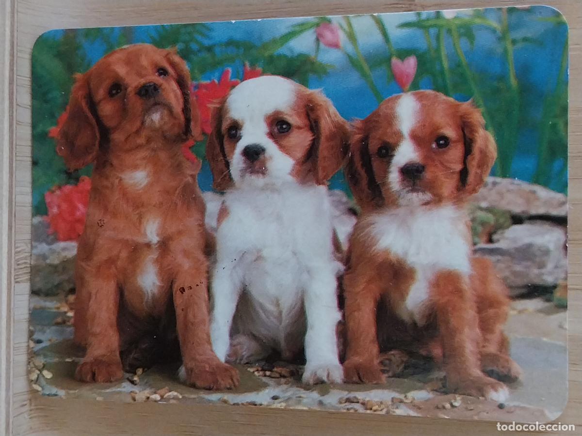 Coleccionismo Calendarios: CACHORROS PERROS CALENDARIO A&Ntilde;O 1997 PUBLI *** TORRICOSA PERFUMERIA *** REF BO 587