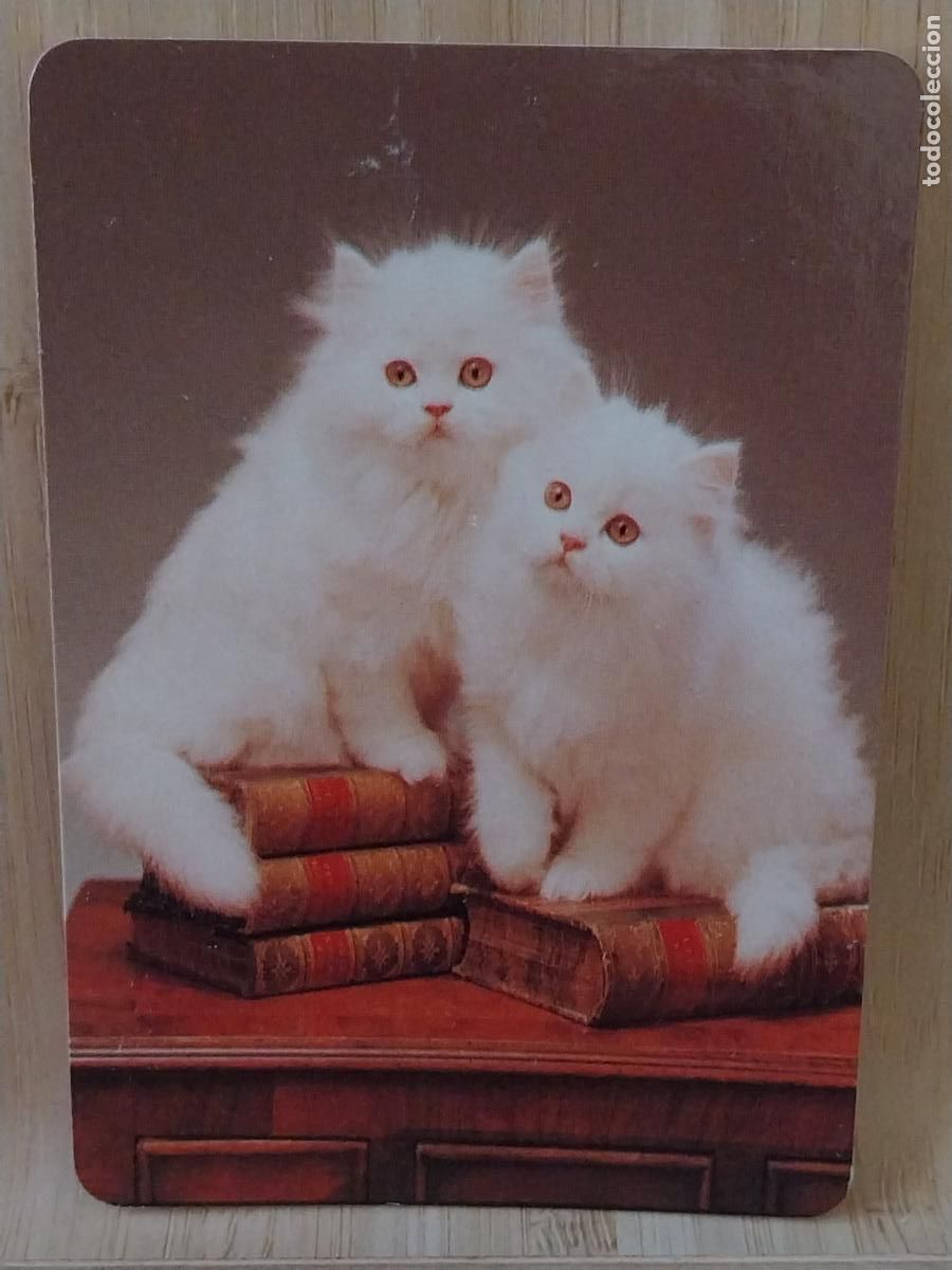 Coleccionismo Calendarios: GATITOS BLANCOS CALENDARIO A&Ntilde;O 1997 PUBLI *** OROPENDOLA PAJARERIA *** REF L 141
