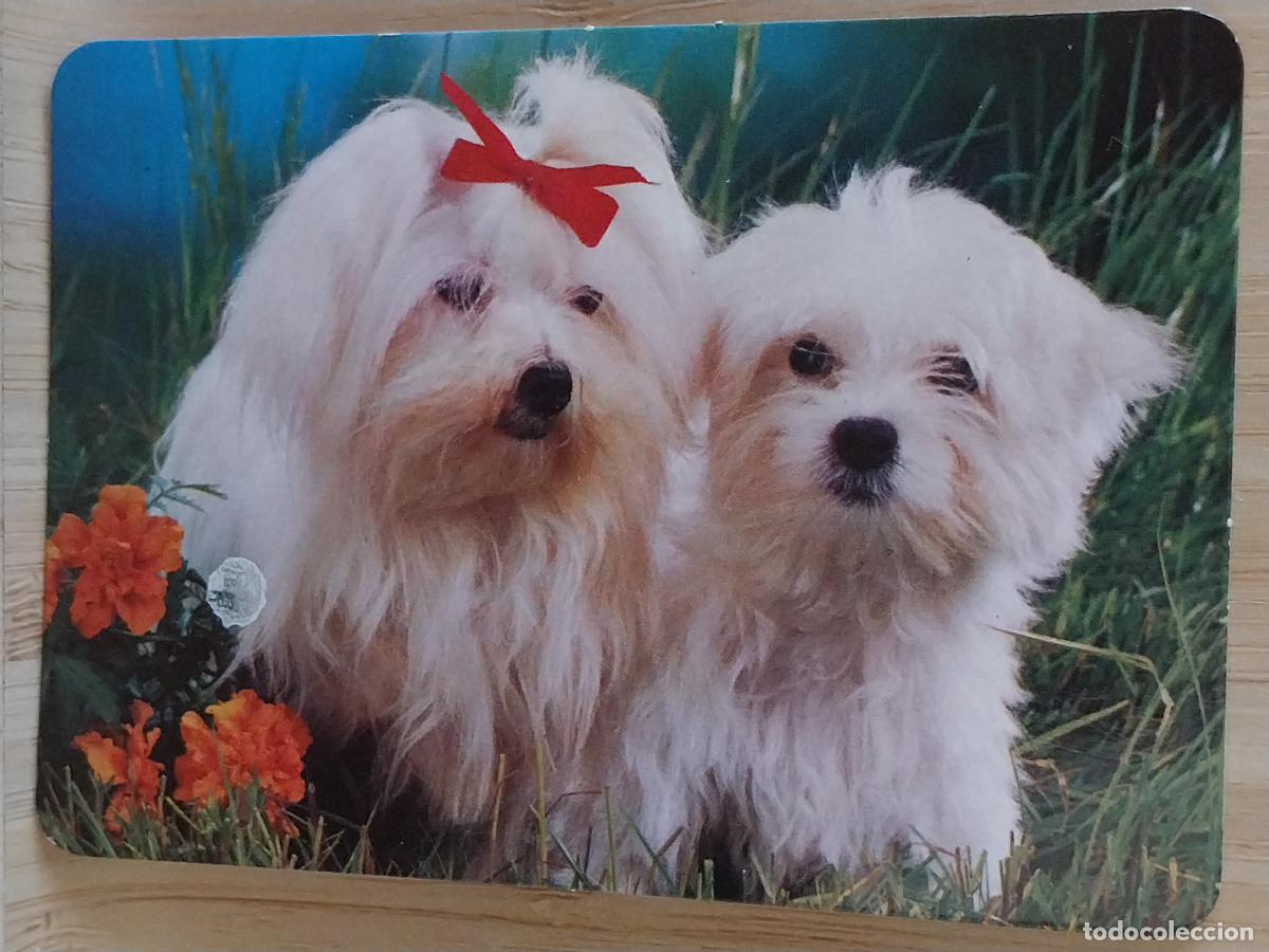 Coleccionismo Calendarios: PERRITOS BLANCOS CALENDARIO A&Ntilde;O 1998 PUBLI *** BAR BLANCAR *** REF BO 593