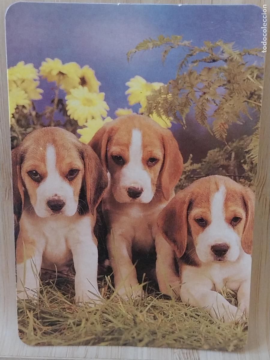 Coleccionismo Calendarios: BEAGLE CACHORROS CALENDARIO A&Ntilde;O 1998 PUBLI *** PAJARERIA OROPENDOLA *** REF L 142