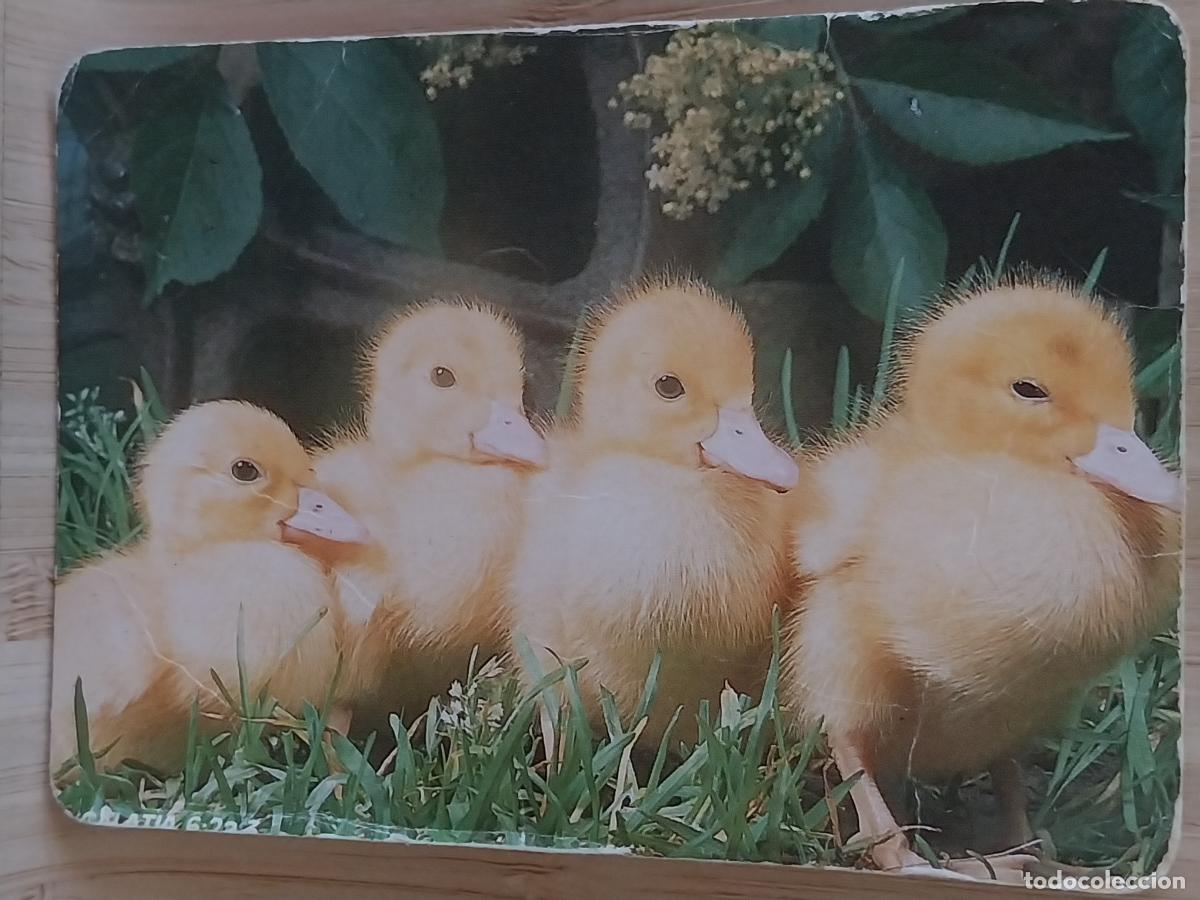 Coleccionismo Calendarios: PATITOS CALENDARIO A&Ntilde;O 1993 PUBLI *** BAR LOS ALPES II *** REF BO 5742