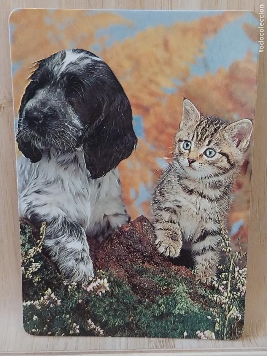 Coleccionismo Calendarios: PERRO GATO CACHORRO CALENDARIO A&Ntilde;O 1997 PUBLI *** BAR YOLI *** REF WCB 338