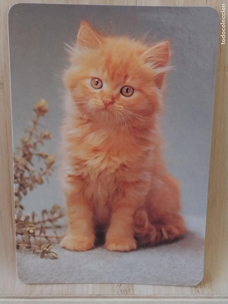 Coleccionismo Calendarios: GATO RUBIO CALENDARIO A&Ntilde;O 1998 PUBLI *** PAJARERIA OROPENDOLA RIVAS *** REF L 140
