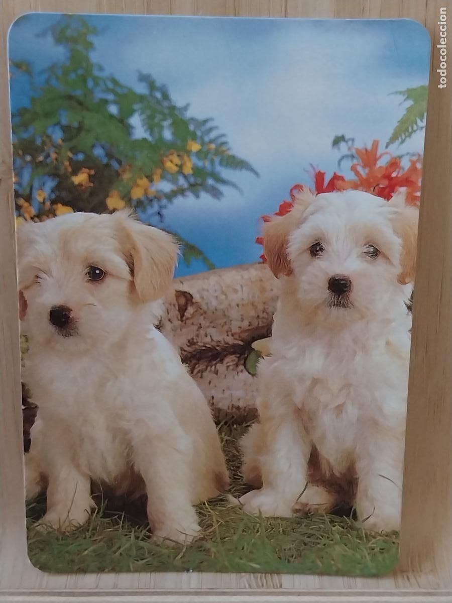 Coleccionismo Calendarios: PERRITOS CACHORROS CALENDARIO A&Ntilde;O 1998 PUBLI *** PAJARERIA OROPENDOLA RIVAS *** REF L 143