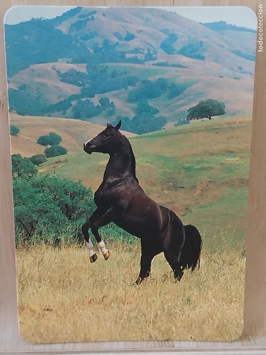 Colecionismo Calend&aacute;rios: CABALLO RAMPANTE CALENDARIO A&Ntilde;O 1998 PUBLI *** PAJARERIA OROPENDOLA RIVAS *** REF L 147