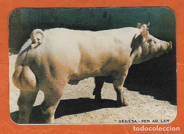 Coleccionismo Calendarios: CALENDARIO DE BOLSILLO A&Ntilde;O 1994 FAUNA - CERDOS - DEGESA - BURGOS - VER FOTO REVERSO