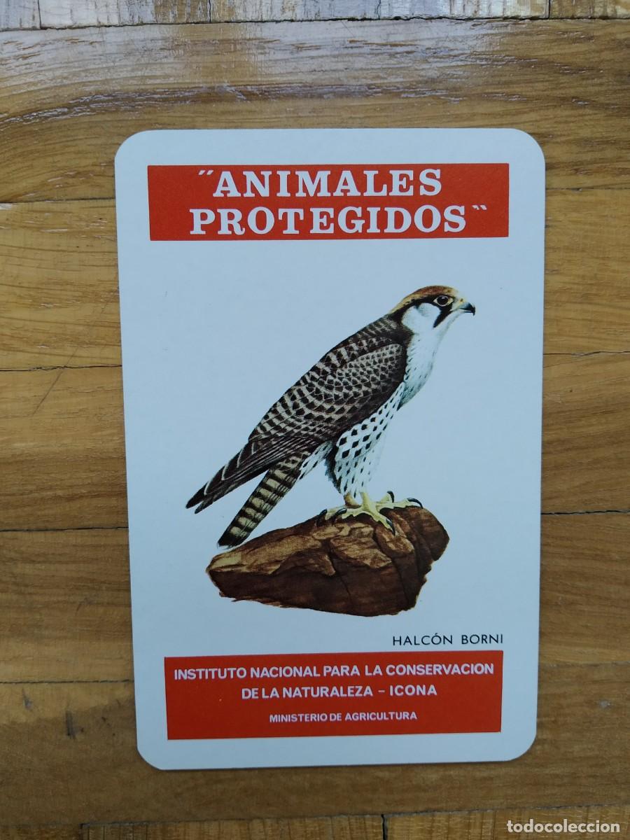 Coleccionismo Calendarios: CALENDARIO FOURNIER ICONA ANIMALES PROTEGIDOS HALCON BORNI A&Ntilde;O 1975 VER FOTOS NUEVO