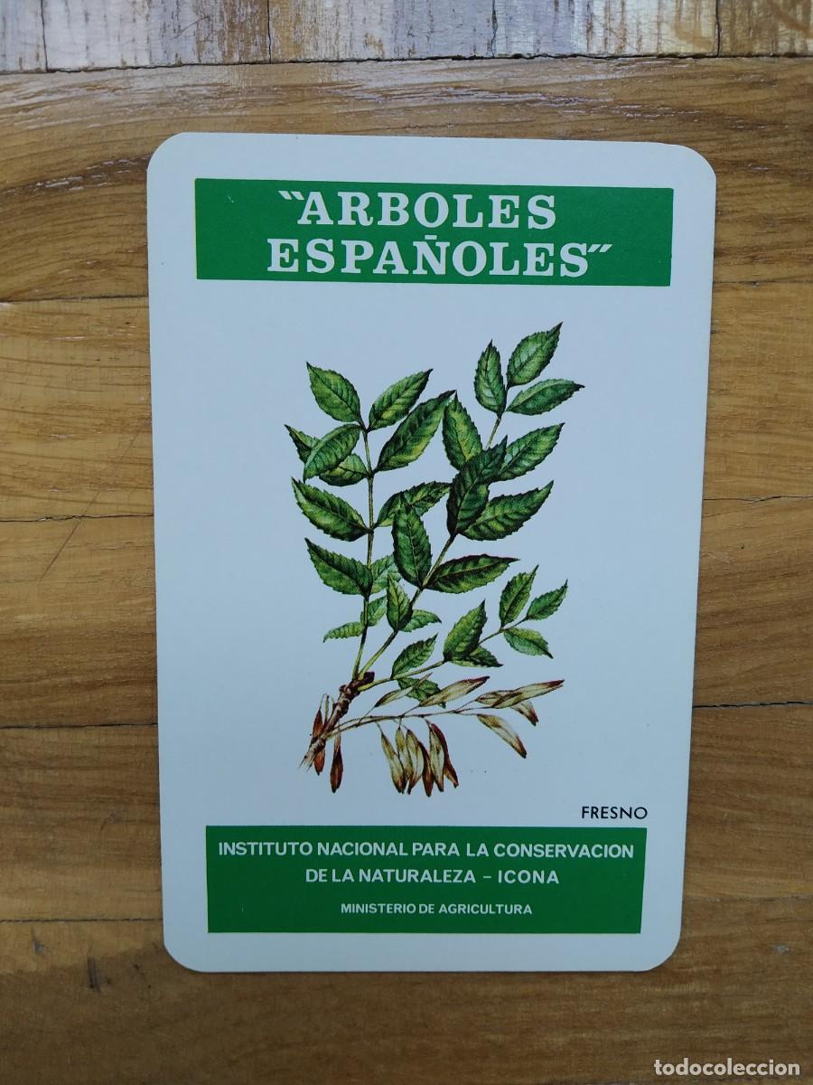 Collectables Calendars: CALENDARIO FOURNIER ICONA ARBOLES ESPA&Ntilde;OLES FRESNO A&Ntilde;O 1975 VER FOTOS NUEVO
