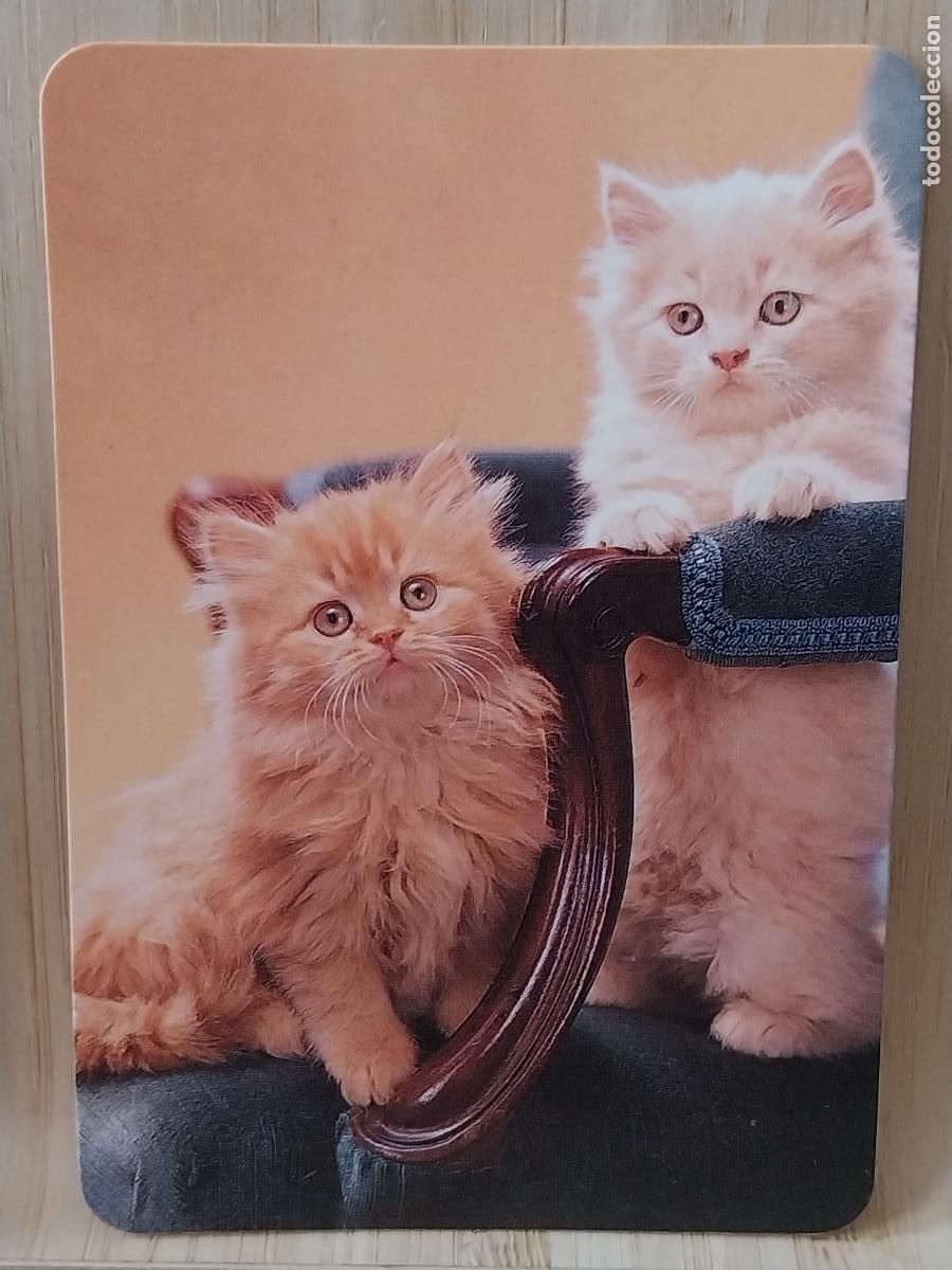 Coleccionismo Calendarios: GATOS CALENDARIO 1996 PUBLI *** BAR CASA MATI CACERES *** REF GD 11